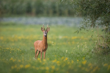 Roebuck - buck (Capreolus capreolus) Roe deer - goat