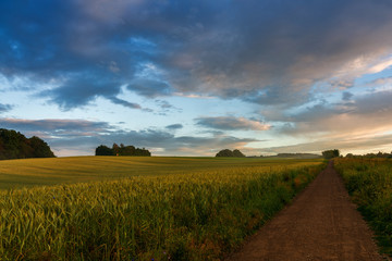 rain clouds over wheat field