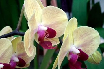 Close-up of the blooming flower of the orchid phalaenopsis.