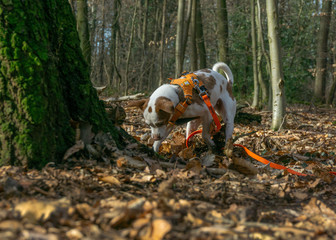 Dansk Svensk gardshund