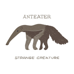Drawn anteater with text Anteater strange creature. Childish tee shirt design.