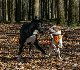 Hunde spielen