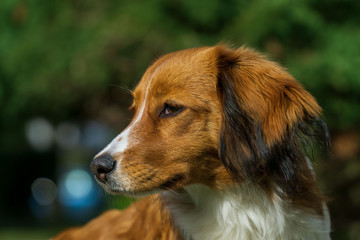 Kooikerhondje