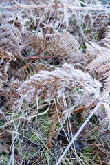 a hoarfrost covered bracken on a day in January