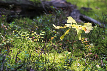 Small oak grows in a coniferous forest