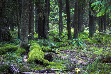 Coniferous forest in summer, fallen old trees covered with moss