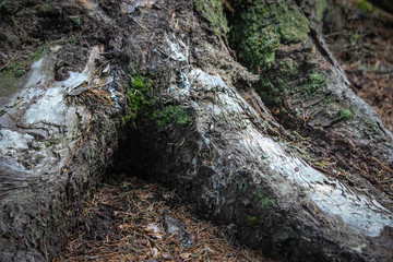 Huge pine roots, old tree bark