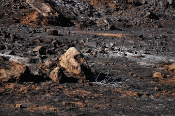 After a wildfire in Ensenada, Mexico in Baja California.