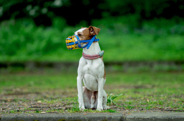 Kleiner Hund mit Maulkorb