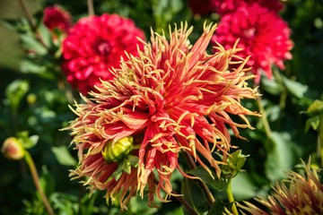 Swan Island Dahlias