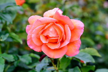 Close up of one large and delicate orange red rose in full bloom in a summer garden, in direct sunlight, with blurred green leaves in the background, photographed with soft focus
