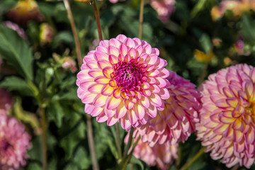 Fototapeta premium Swan Island Dahlias