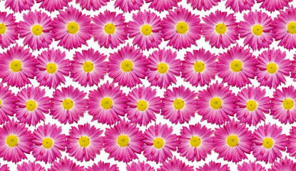 A pattern of pink herbert flowers on a white background. greeting card