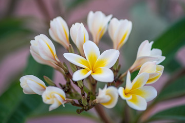 Soft frangipani flower (scientific name Plumeria) on a tree branch on a natural background. Concept for greeting card or flower shop web banner design.