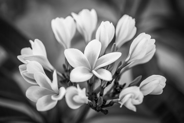 Soft frangipani flower (scientific name Plumeria) on a tree branch on a natural background. Concept for greeting card or flower shop web banner design. Black and white photography.