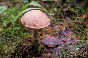 Picking up edible mushrooms in the forest. Birch mushroom or brown cap growing in the forest. mushroom with a brown bonnet among the dry foliage and old birch, wildlife abstract background