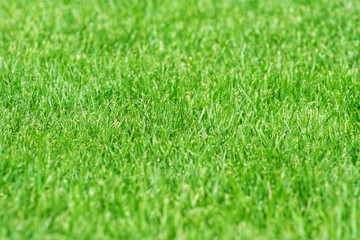 closeup green grass natural background texture.  Lawn for the background.