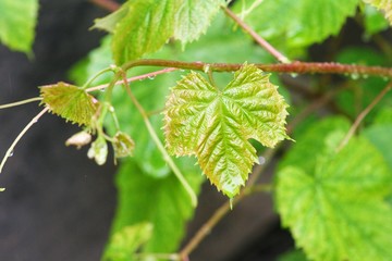 A young green vine grape leaves close-up in outdoor garden.