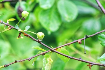 Yioung cherry branch nature background
