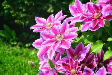 Flowers of perennial clematis vines in the garden. Beautiful clematis flowers near the house....