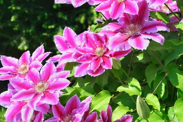 Flowers of perennial clematis vines in the garden. Beautiful clematis flowers near the house. Clematis climbs into the garden near the house