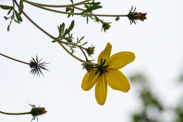 Yellow Flower