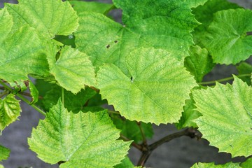 A young green vine grape leaves close-up in outdoor garden.