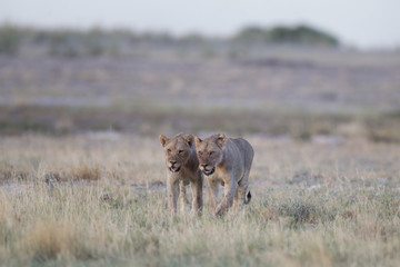 Lioness, female lion in the wilderness of Africa