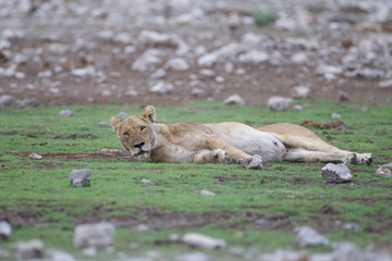 Lioness, female lion in the wilderness of Africa