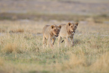 Lioness, female lion in the wilderness of Africa