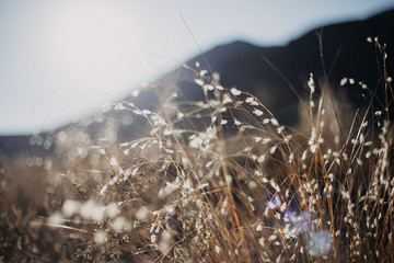 sunset in the forest