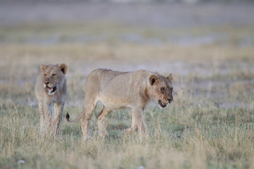 Obraz na płótnie Canvas Lioness, female lion in the wilderness of Africa