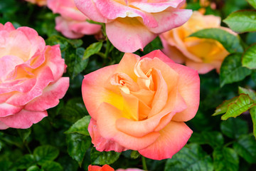 Bouquet of fresh delicate vivid orange red roses and blurred green leaves in a garden towards clear blue sky in a sunny summer day, beautiful outdoor floral background photographed with soft focus