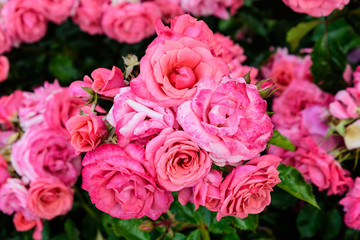 Large green bush with fresh vivid pink roses and green leaves in a garden in a sunny summer day, beautiful outdoor floral background photographed with soft focus