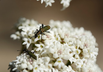 Long Leaf Coneseeds flower, Muogamarra Nature Reserve Australia