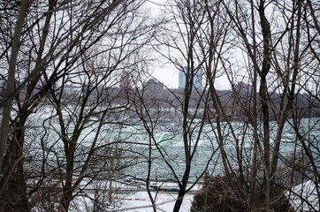 trees in winter