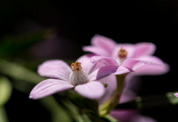 Fototapeta premium Pink flower in the forest, Australia