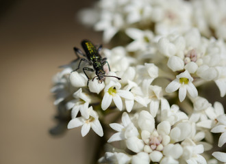 Long Leaf Coneseeds flower, Muogamarra Nature Reserve Australia