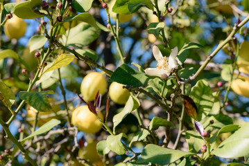 Lemons and lemon blossom on a sunny day. Close-up of a lemon tree. Citrus limon