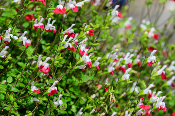 Obraz na płótnie Canvas Large evergreen shrub of white and red Salvia microphylla Hot Lips flowers, commonly known as the baby sage, Graham's or blackcurrant sage, and green leaves in a garden in a sunny summer day