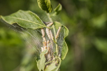 Caterpillar with net insect plague worm nature 