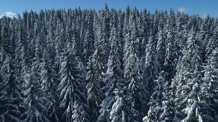Vertical pan shot of a snowy forest Winter mountain landscape Carpathian Mountains - Powered by Adobe