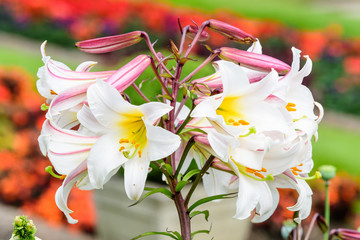 Group of many small white flowers of Lilium or Lily plant in a British cottage style garden in a sunny summer day, beautiful outdoor floral background photographed with soft focus