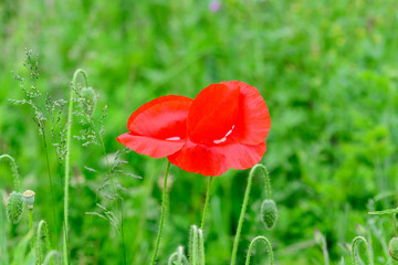 Close up of one red poppy flower and many small green blossoms in a sunny summer garden, beautiful outdoor floral background photographed with soft focus