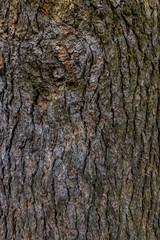 Texture of pine bark closeup.