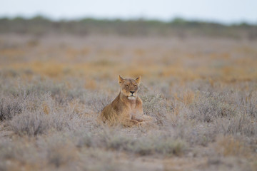 Lioness, female lion in the wilderness of Africa