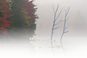 Autumn shoreline of Hall Lake in fog, Yankee Springs State Park, Michigan, USA