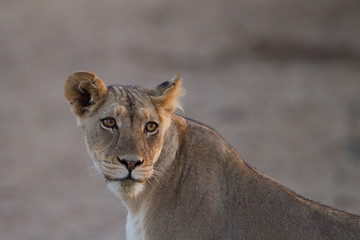 Obraz premium Lioness, female lion in the wilderness of Africa