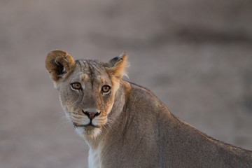 Lioness, female lion in the wilderness of Africa