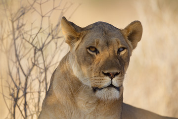 Lioness, female lion in the wilderness of Africa
